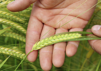 Eastern Grains