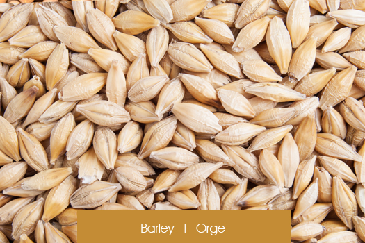 Barley