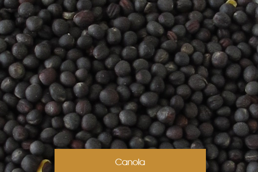 Canola
