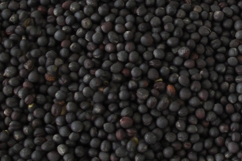 Eastern Grains