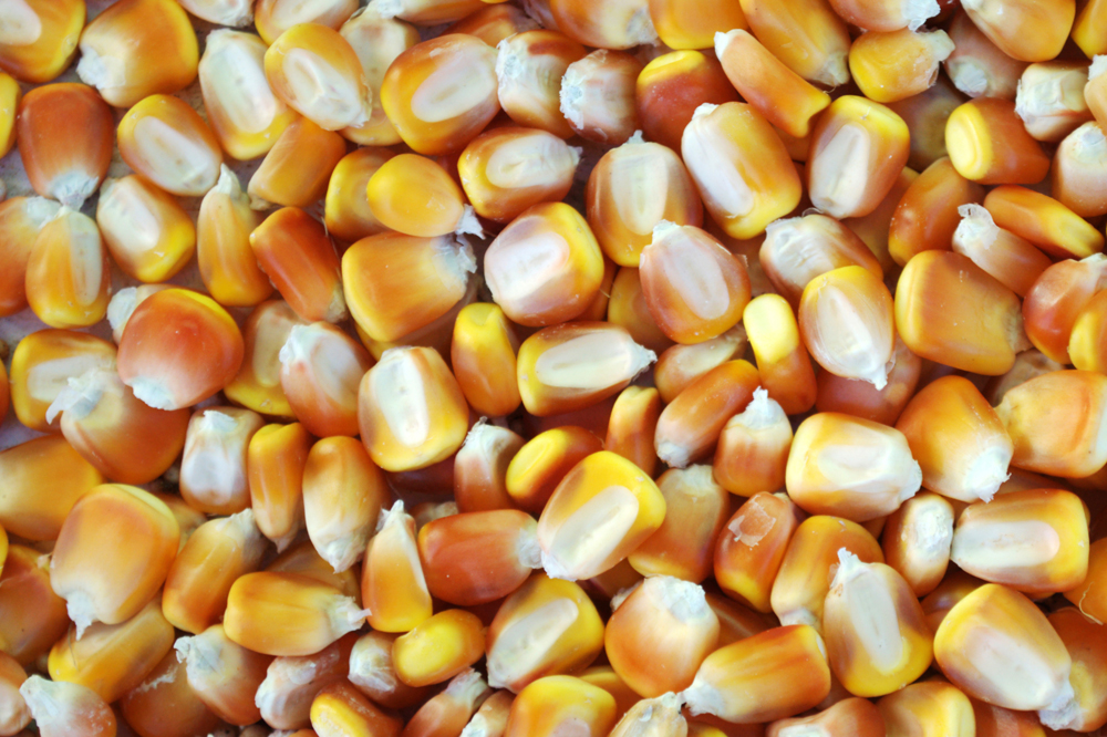 Eastern Grains