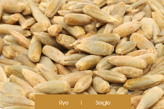 Rye