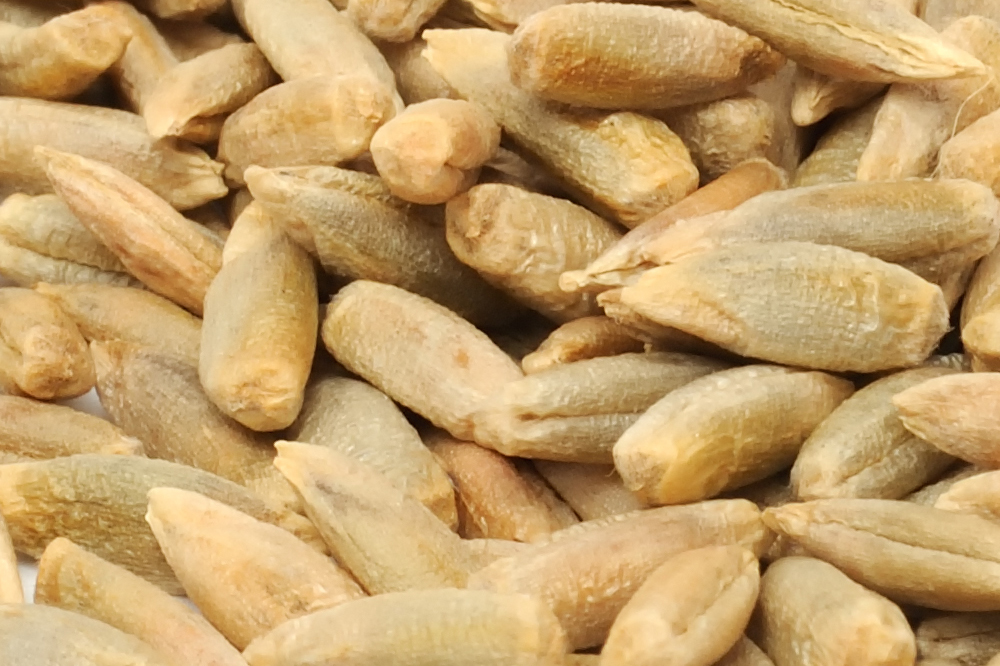 Eastern Grains