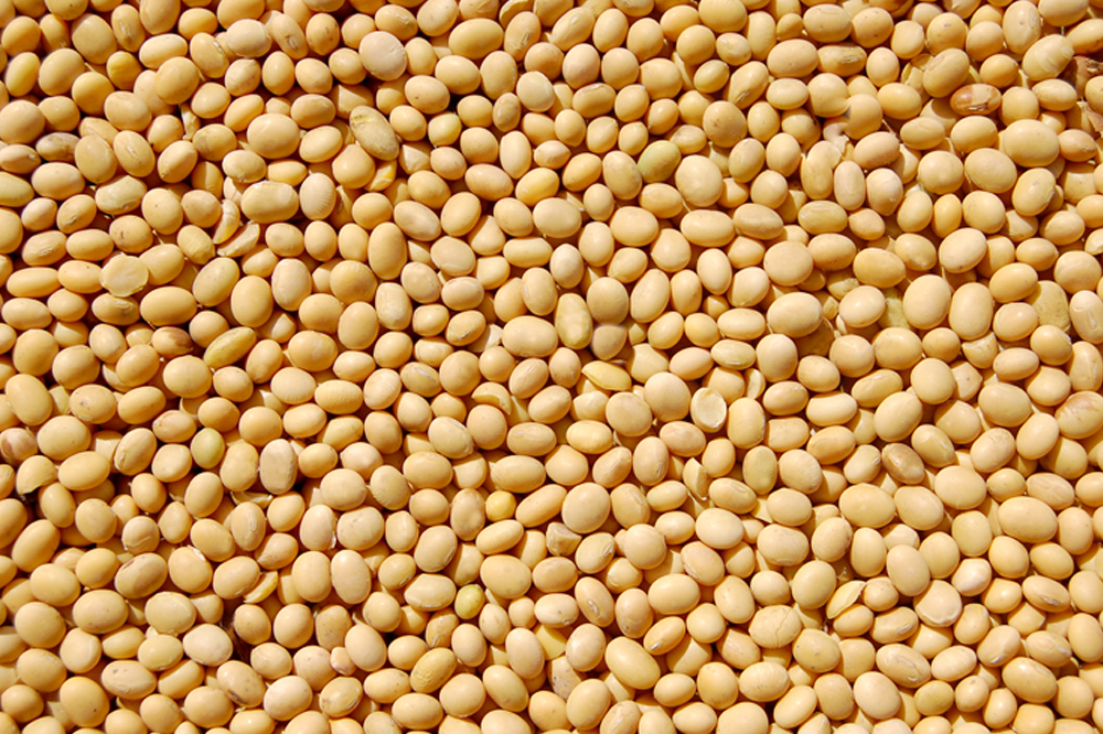 Eastern Grains