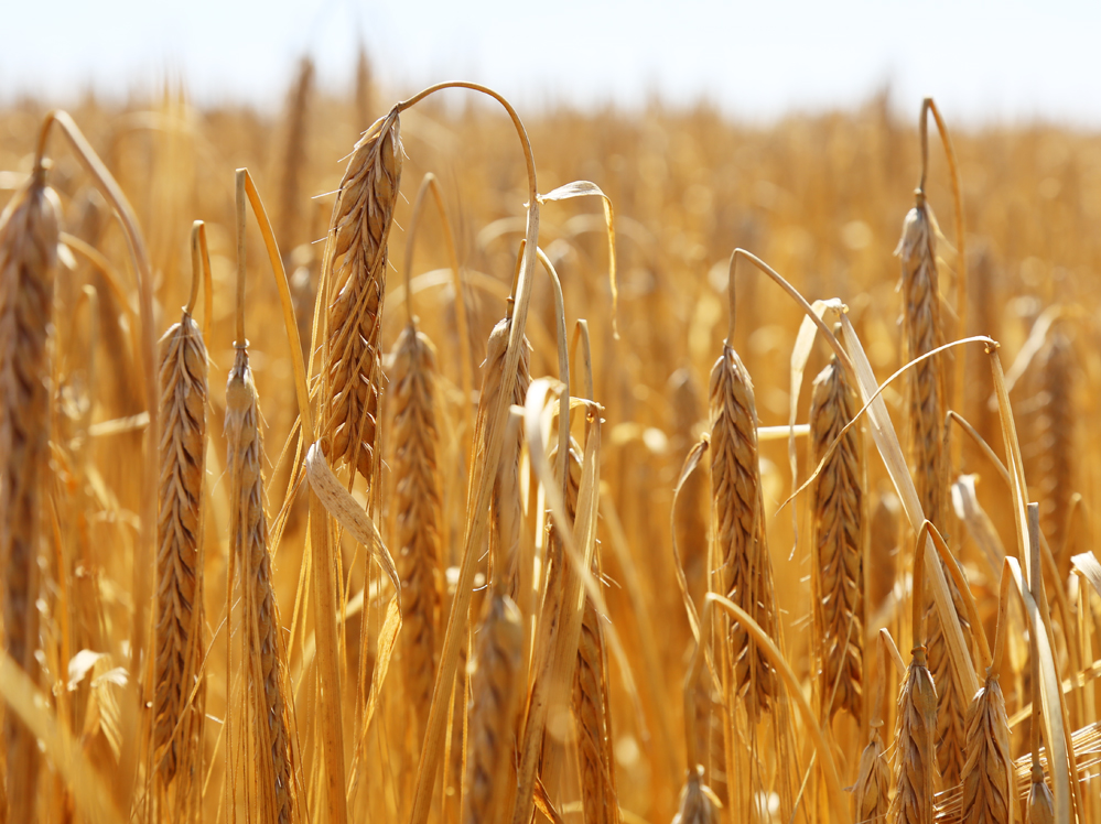 Eastern Grains