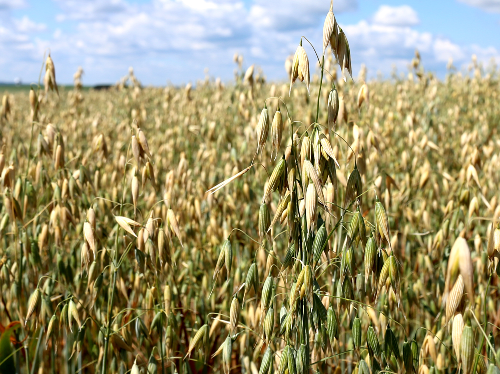 Eastern Grains