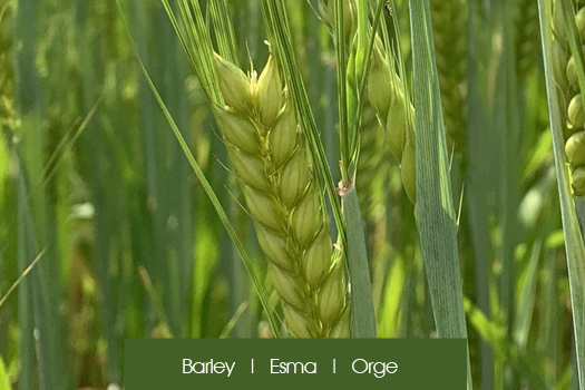 Esma