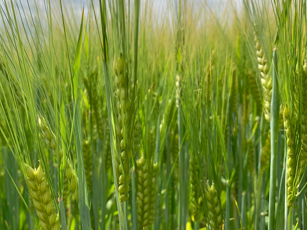 Eastern Grains
