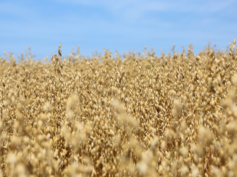 Eastern Grains