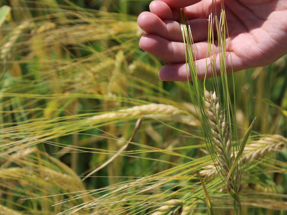 Eastern Grains