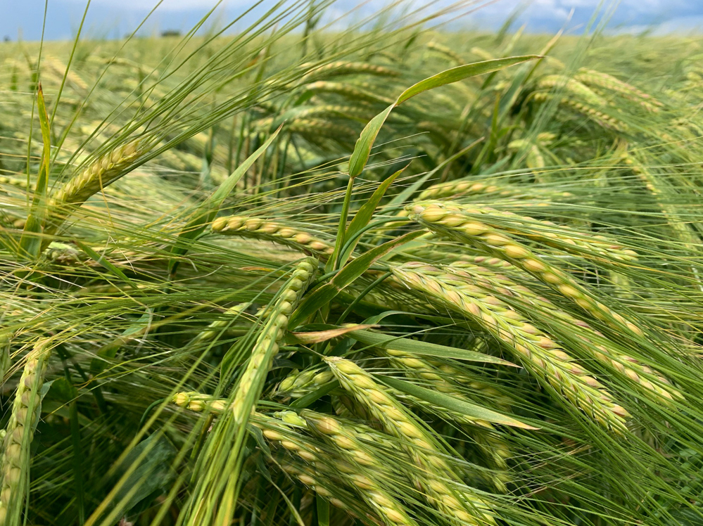 Ling Barley