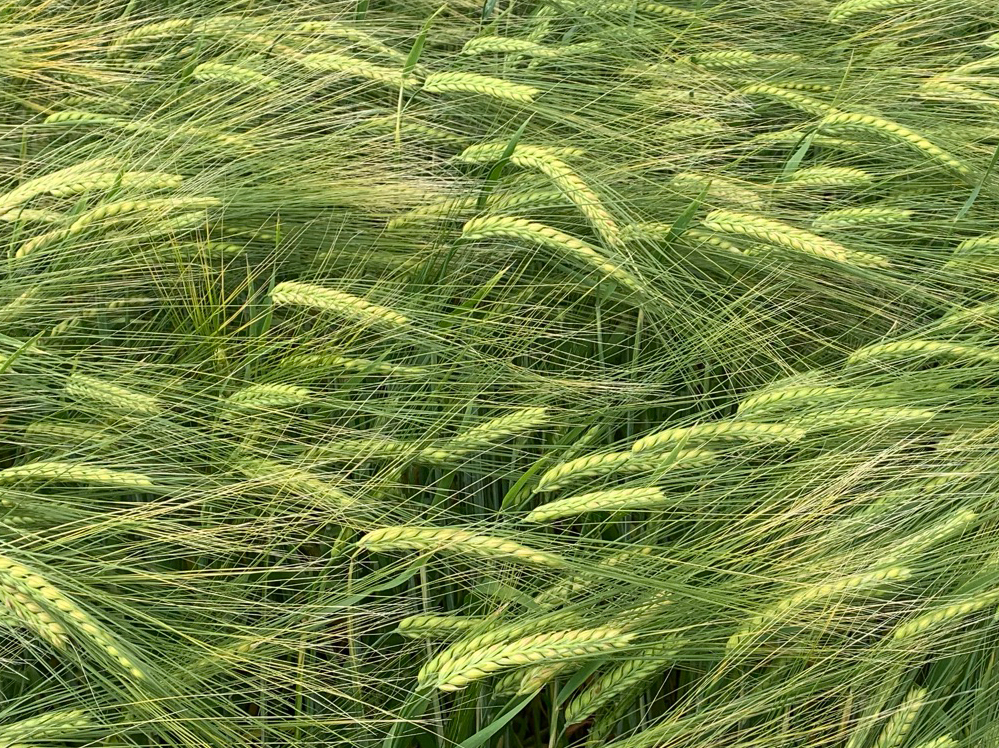 Eastern Grains