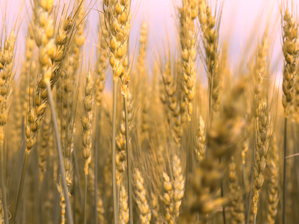 Eastern Grains