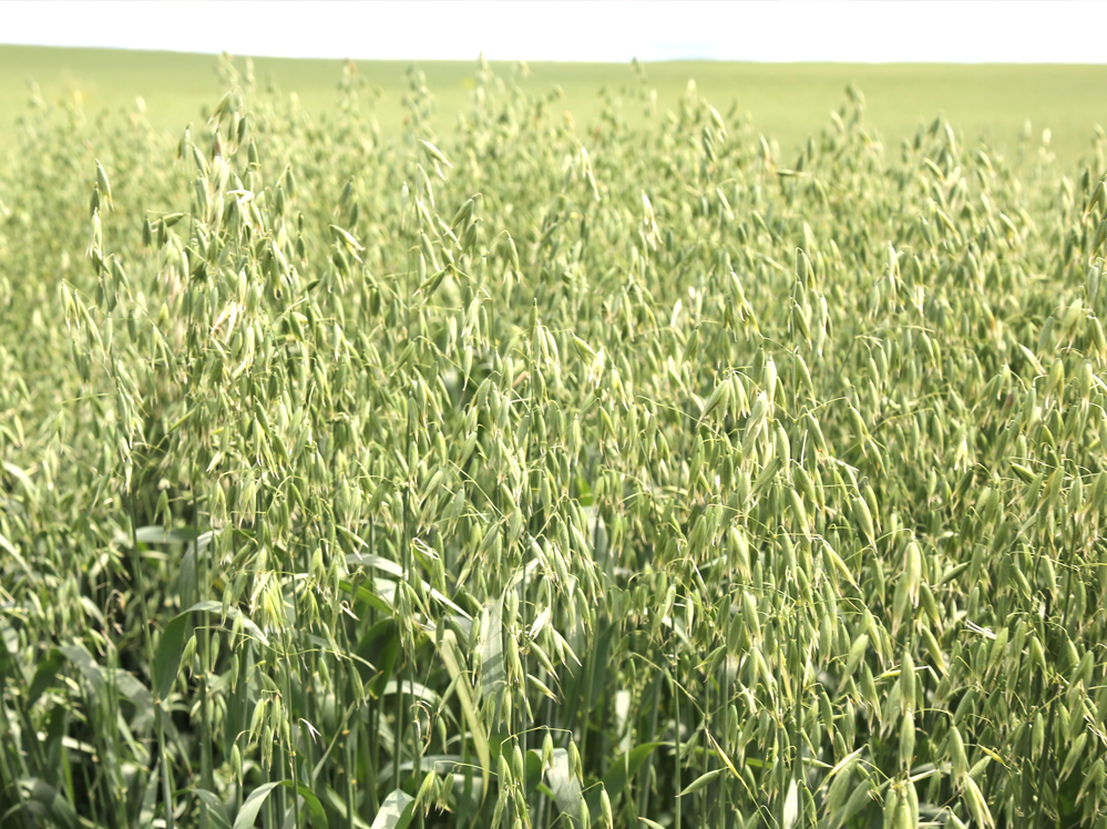 Eastern Grains