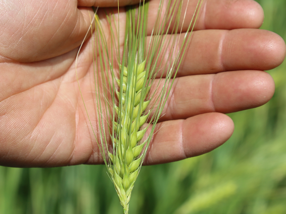 Eastern Grains
