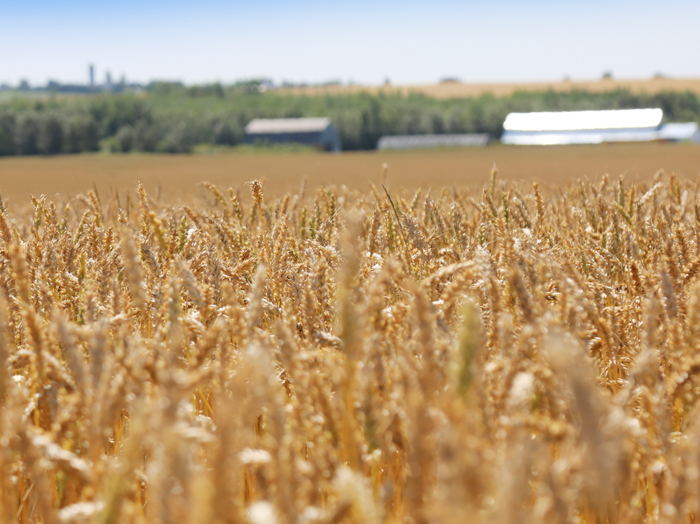 Eastern Grains