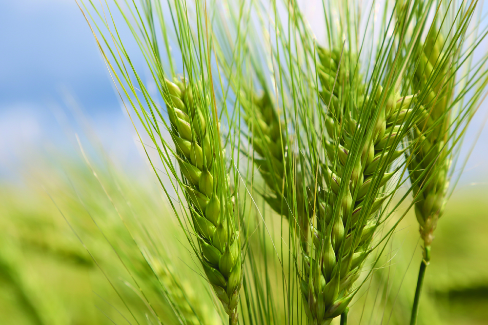 Eastern Grains