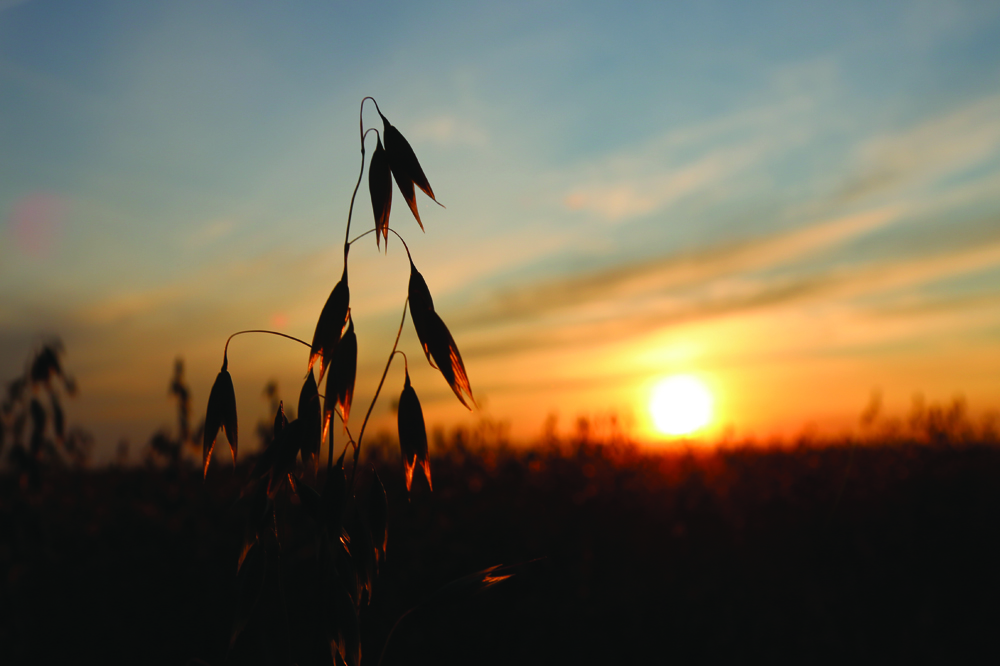 Eastern Grains