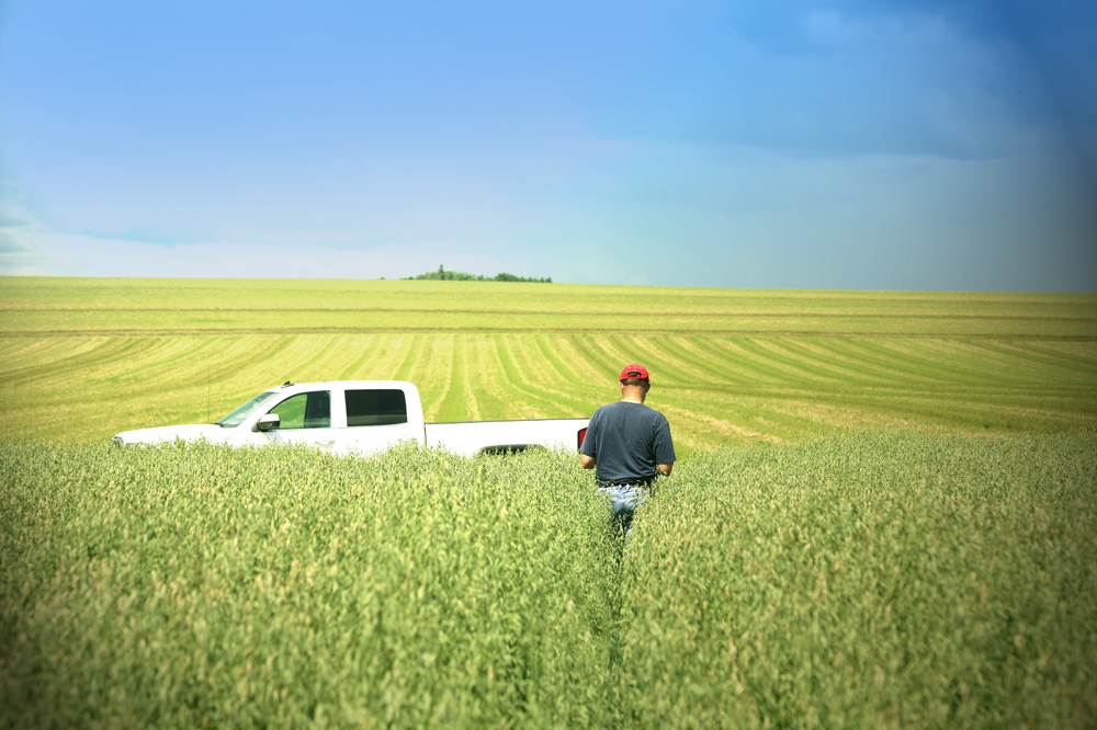 Eastern Grains