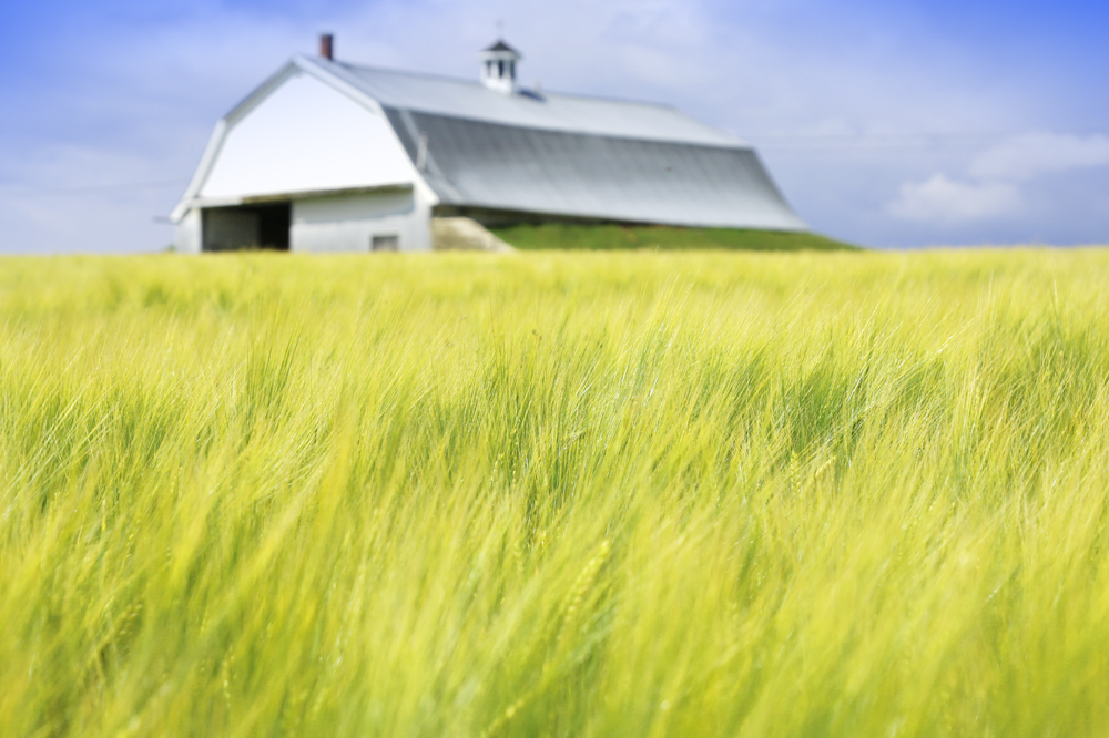 Eastern Grains