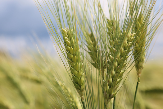 Eastern Grains Inc.