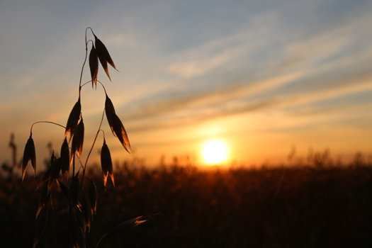Eastern Grains Inc.